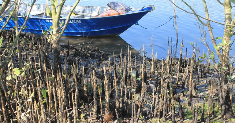 Espécie exótica identificada em manguezais da Baixada Santista preocupa especialistas
